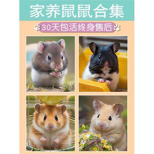 小仓鼠活物已打疫苗家养金丝熊活体三线银狐布丁公婆奶茶可选公母