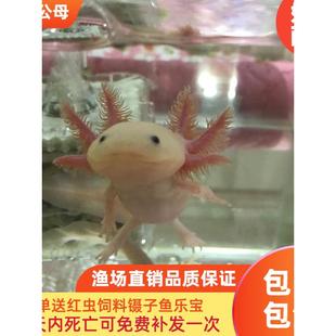 六角恐龙鱼淡冷水类宠物爬行蝾螈活体锦鲤观赏热带金斑马红虫两栖