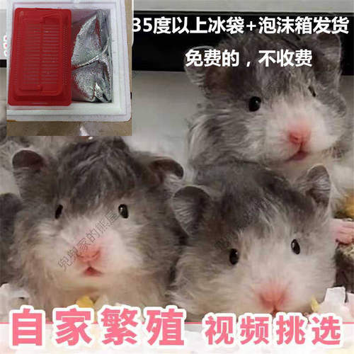 自家繁殖长毛金丝熊活物稀有卷毛黑火蜜波利鸽灰大体巨型富养仓鼠