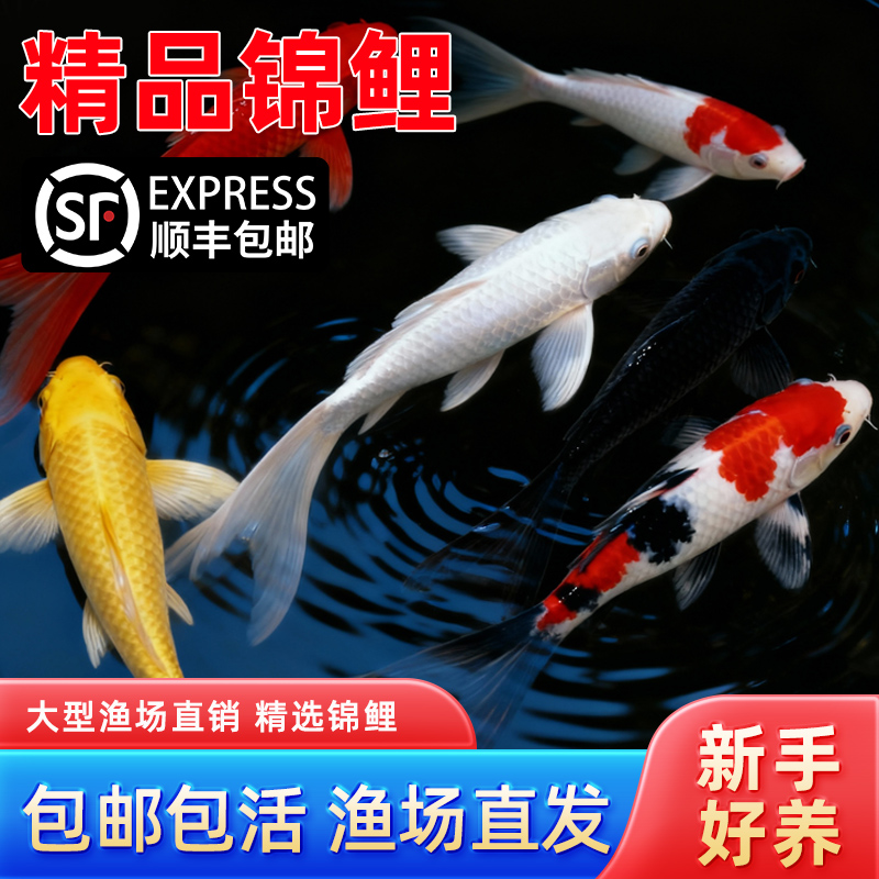 顺丰锦鲤鱼活鱼纯种大型红白活体观赏鱼冷水淡水金鱼好养耐活鱼苗
