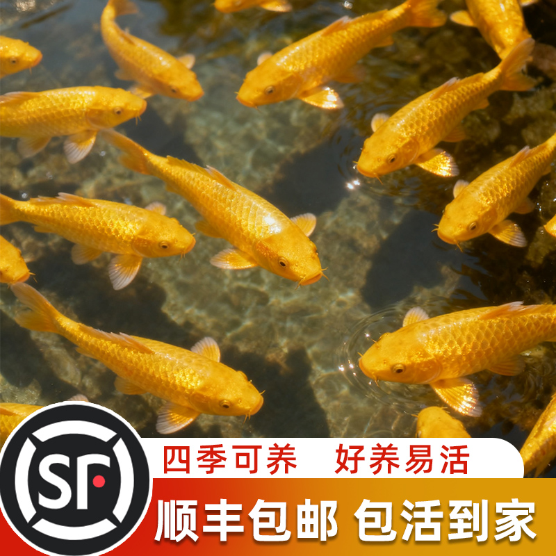 黄金锦鲤活鱼招财鱼金鱼活鱼好养耐活冷水鱼鱼苗活体小金鱼观赏鱼