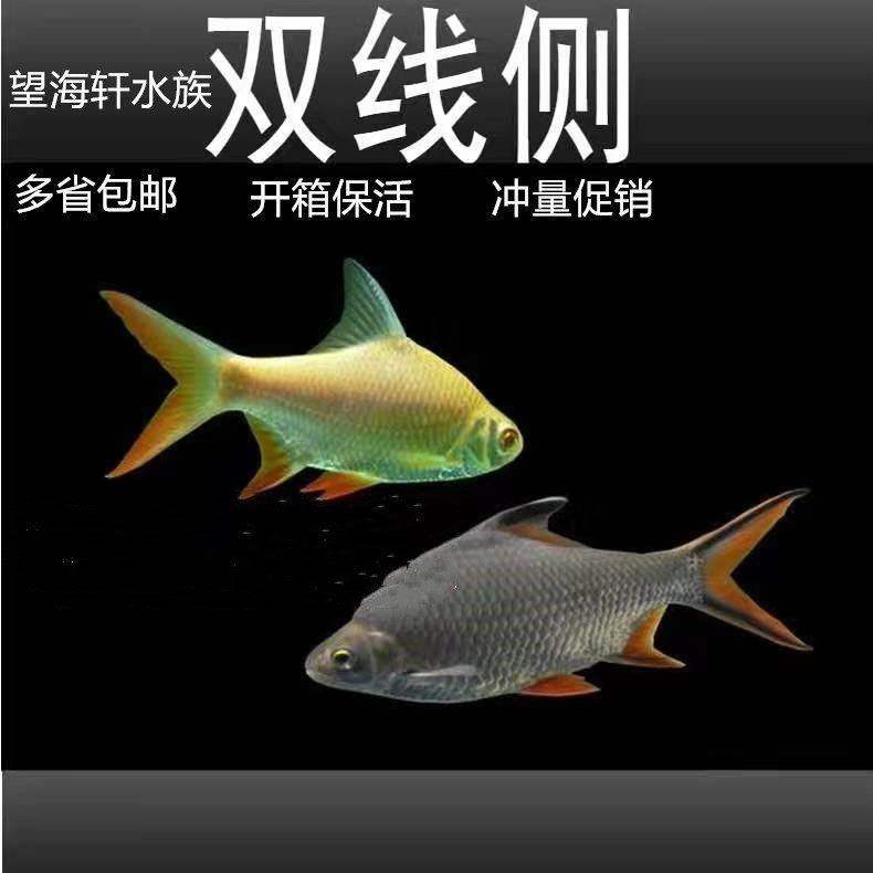 观赏鱼金凤银凤活体双线侧鱼泰国鲫金银元宝鲫红鳍鲫鱼热带鱼龙鱼