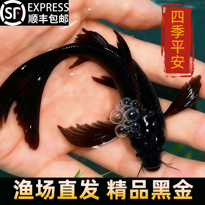 顺丰黑金锦鲤鱼淡水观赏鱼活鱼乌金活体草金冷水新手好养耐活鱼苗