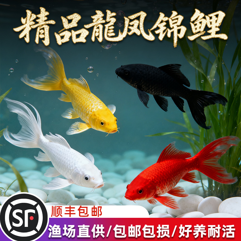 金鱼活鱼冷水鱼苗观赏鱼狮子头金鱼丹顶自来水好养耐活鱼草金小鱼