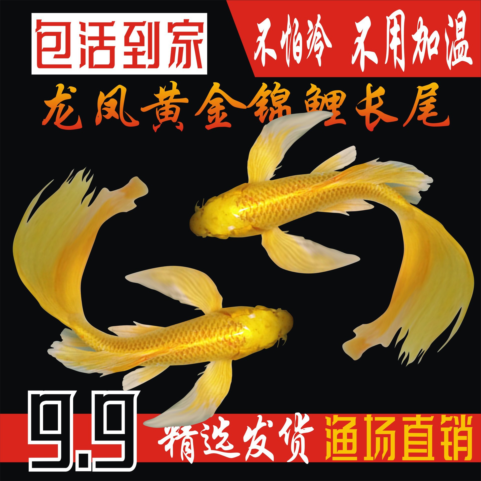 纯种黄金龙凤锦鲤长尾锦鲤活体观赏鱼黄金锦鲤风水鱼淡水冷水好养
