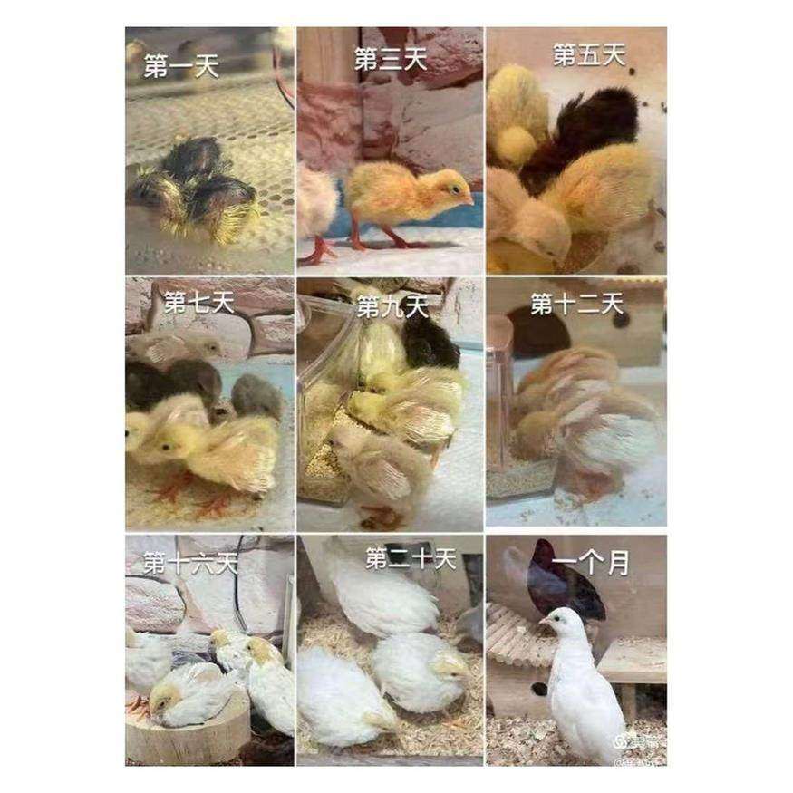 德系芦丁鸡种蛋受精蛋宠物鸡迷你鸡观赏鸡种蛋受精的可孵化,宠物/宠物食品及用品,其它水族宠物,淘宝优惠券,粉丝福利购,淘宝优惠卷