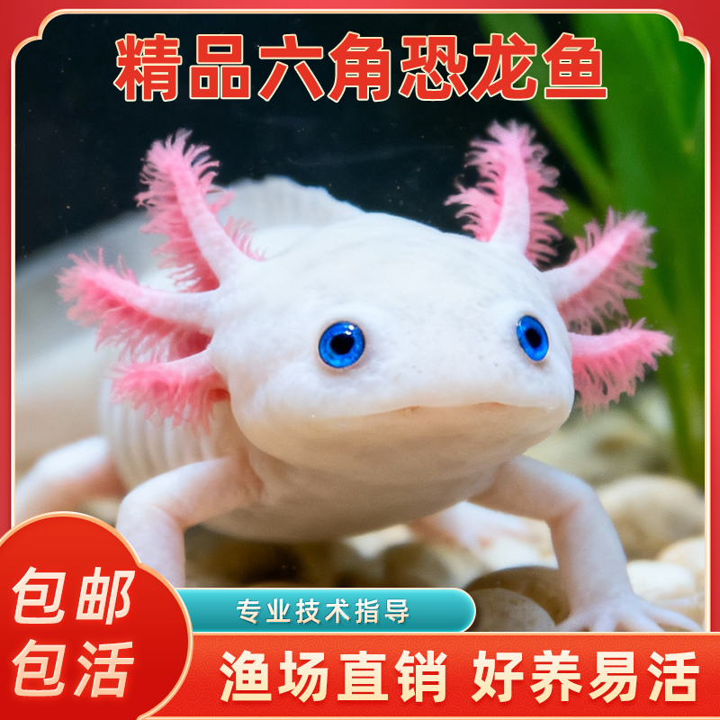 六角恐龙鱼蝾螈宠物活鱼冷水鱼美西螈淡水好养耐活金鱼锦鲤观赏鱼