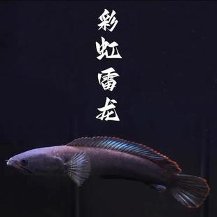 七彩雷龙鱼热带小型观赏雷龙鱼阿萨姆奶茶雷龙梦幻血斑一型活体