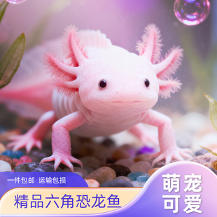 六角恐龙鱼冷水鱼蝾螈水族宠物活体六角龙淡水好养易活观赏网红鱼