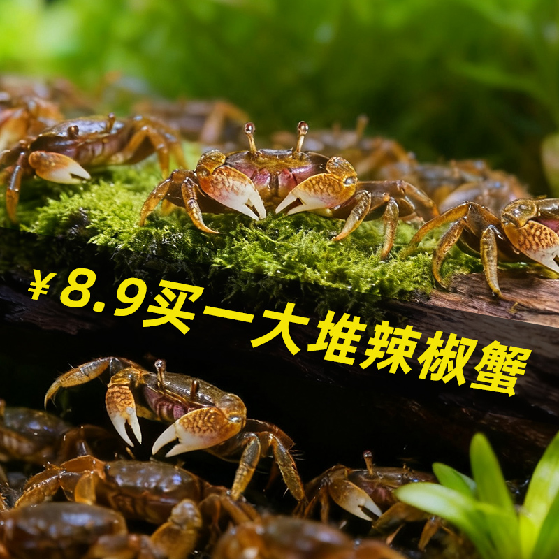 小螃蟹观赏蟹宠物螃蟹淡水鱼缸除藻爬宠吃粪便清洁工具深水辣椒蟹