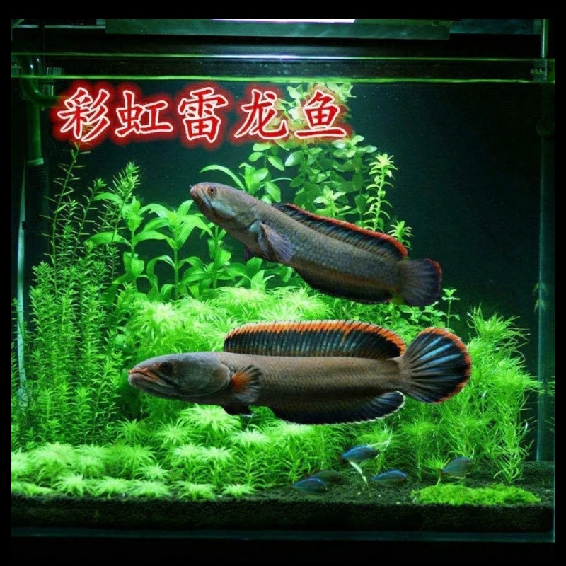 南鳢雷龙鱼观赏鱼冷水鱼热带雷龙鱼七彩鱼淡水活体彩虹雷龙鱼阳公