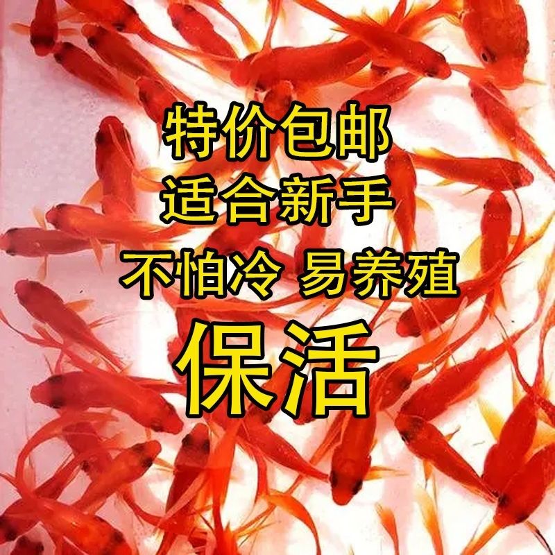 不用打氧的金鱼小金鱼好养耐活小鱼养不死自来水活鱼锦鲤宠物大全