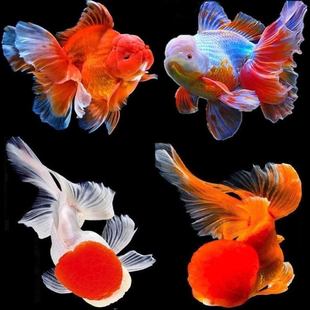 红狮子头金鱼鸿运当头红鱼苗冷水鱼龙镜淡水鱼小金鱼宠物鱼观赏鱼