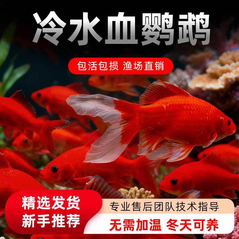 冷水鹦鹉鱼淡水鱼好养易活发财鱼锦鲤活体金鱼草金苗冷水观赏鱼