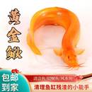 包邮 黄金鳅清道夫金龙鳅好养黄金泥鳅淡水鱼小金鱼耐活活体观赏鱼