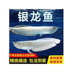 银龙鱼活鱼苗热带观赏鱼中大型黄化红眼白子银龙七彩银龙练手龙鱼