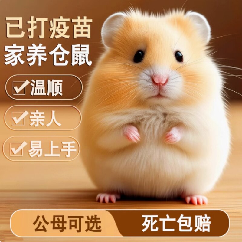 家养金丝熊小仓鼠活物小型可爱的鼠类小宠物一公一母网红迷你活体