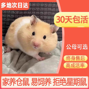 仓鼠活物金丝熊仓鼠已打疫苗三线银狐布丁奶茶公婆小苍鼠家养宠物