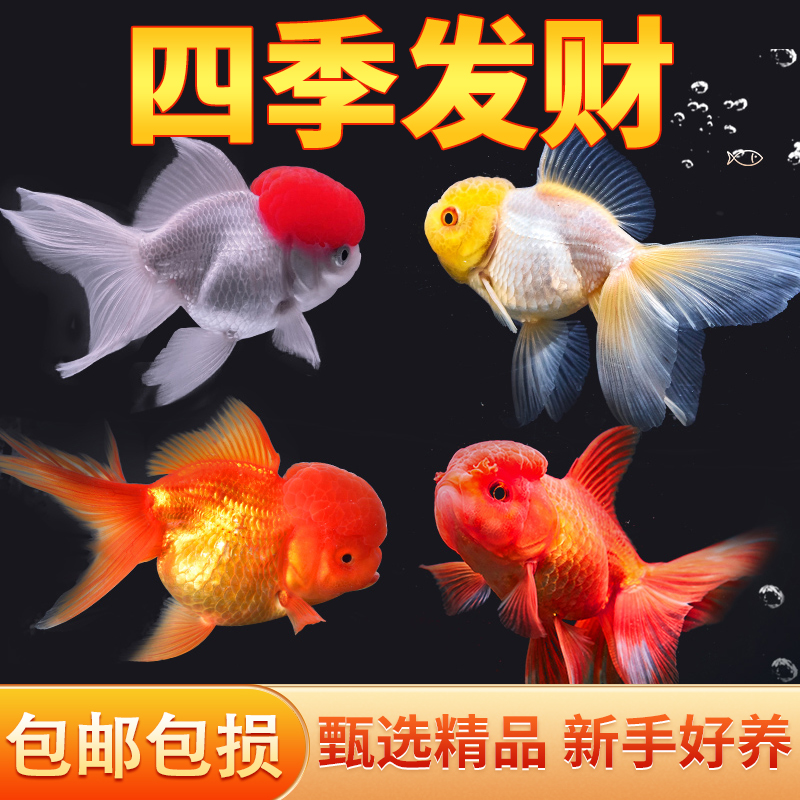 金鱼活鱼冷水鱼苗观赏鱼狮子头金鱼丹顶自来水好养耐活鱼草金小鱼