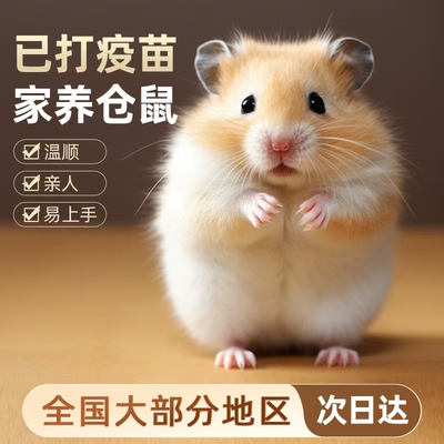 小仓鼠活物送笼子布丁银狐金丝熊活体宠物可繁殖公母可选已打疫苗
