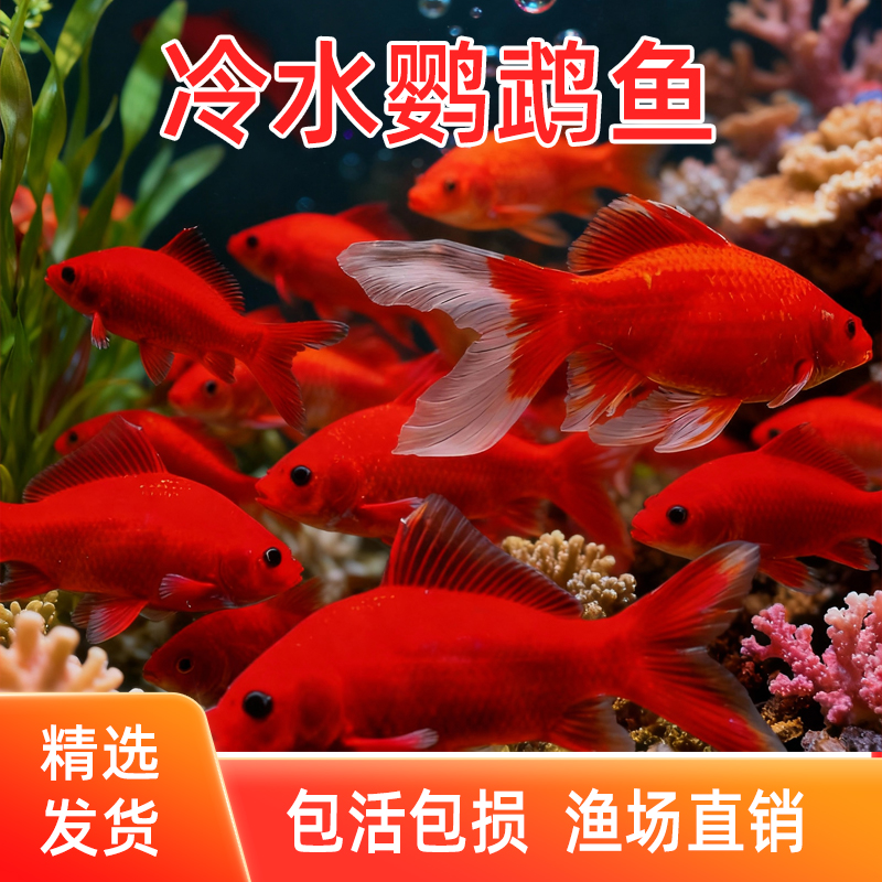 冷水鹦鹉鱼招财红鱼淡水好养易活冷水鱼苗观赏鱼活鱼金鱼耐活锦鲤
