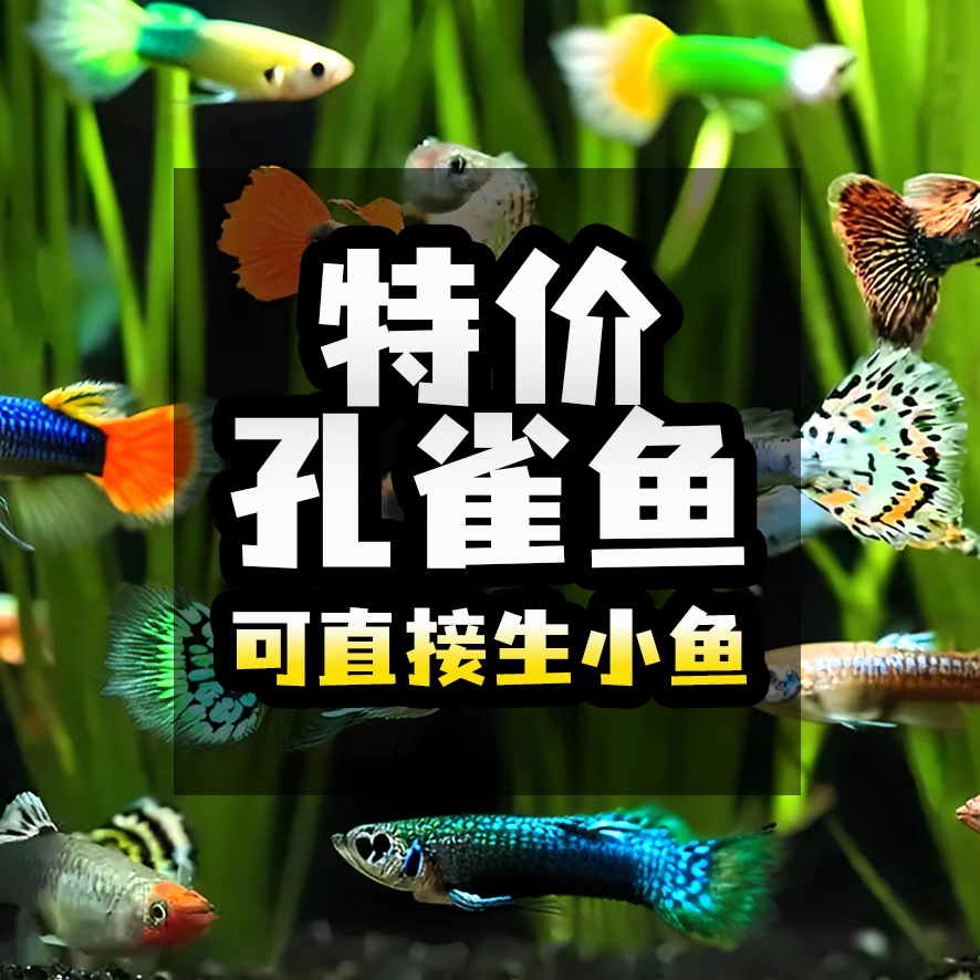 【杂袍孔雀鱼】纯种新手冰蓝天空蓝活体活鱼红扇血红热带鱼孔雀鱼