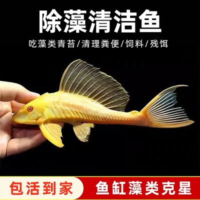 鱼缸清道夫活体清洁吃屎垃圾粪便清理藻类工具鱼热带淡水鱼观赏鱼