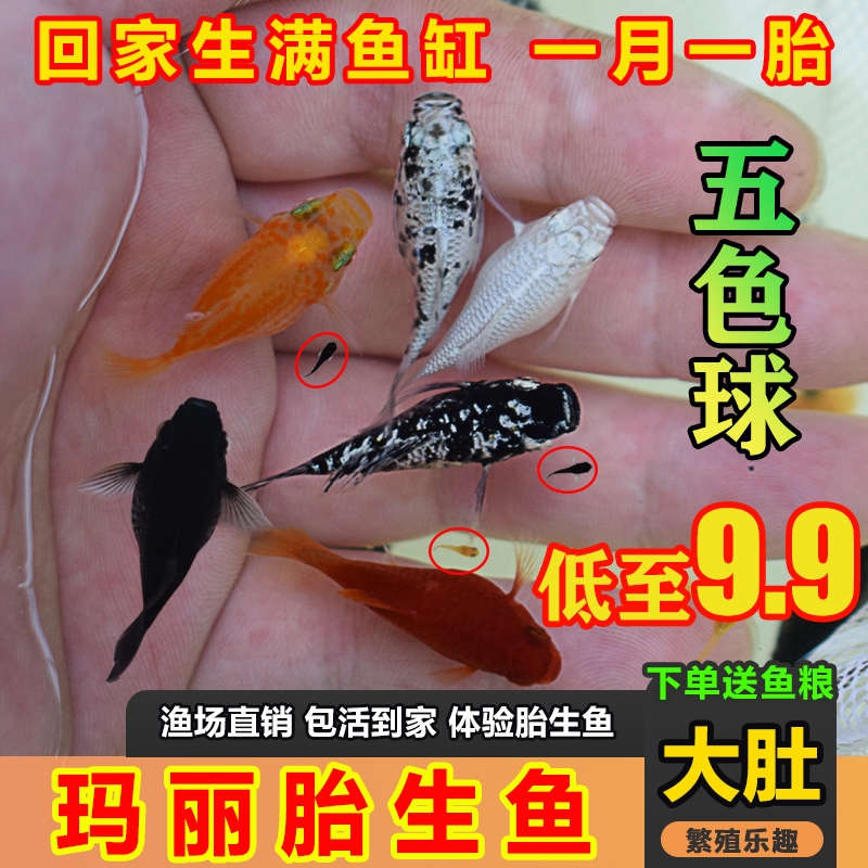玛丽球玛丽球鱼米奇鱼缸直下小鱼新手冷水鱼好养活孔雀小缸观赏鱼