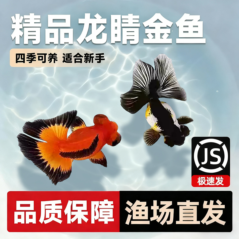 金鱼活体黑龙睛观赏鱼活体小金鱼冷水鱼金鱼苗好养耐活小型宠物鱼