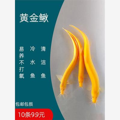 冷水黄金泥鳅苗金色清洁鱼工具鱼清道夫好养耐活新练手观赏小金鱼