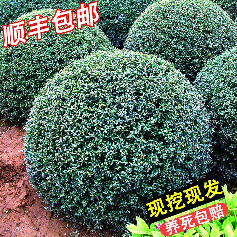 龟甲冬青树苗齿叶冬青球小叶冬青球四季常青庭院绿化景观造型耐寒
