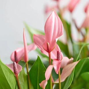 腾飞园艺 进口火鹤花白掌彩掌紫掌齐祖粉掌办公室室内水培花卉盆