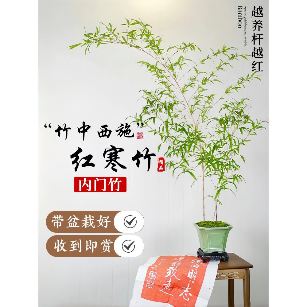 红寒竹盆栽绿植朱竹内门竹精品高档观赏竹子盆景办公室内桌面植物