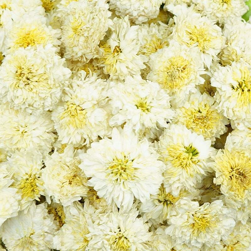 黄山白菊花贡花茶七月菊花草茶杞枸菊花茶白菊花草茶正宗朵朵精选