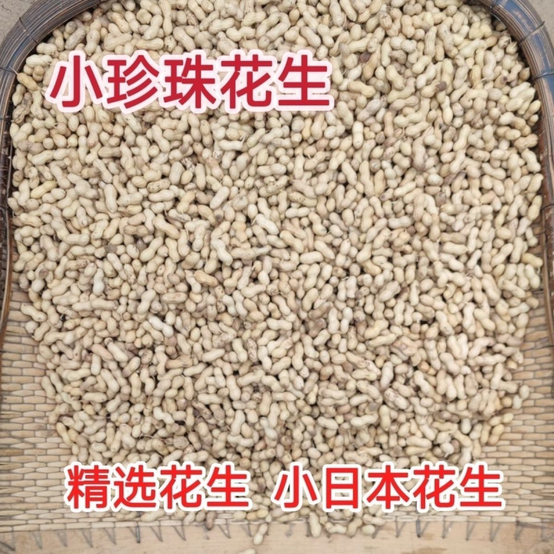2024年新花生炒熟带壳现炒铁锅炒小日本花生零食炒货批发整箱特价