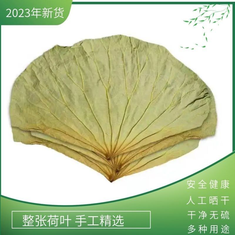 微山湖野生整张荷叶干荷叶莲叶新鲜纯天然大张糯米鸡叫花鸡批发