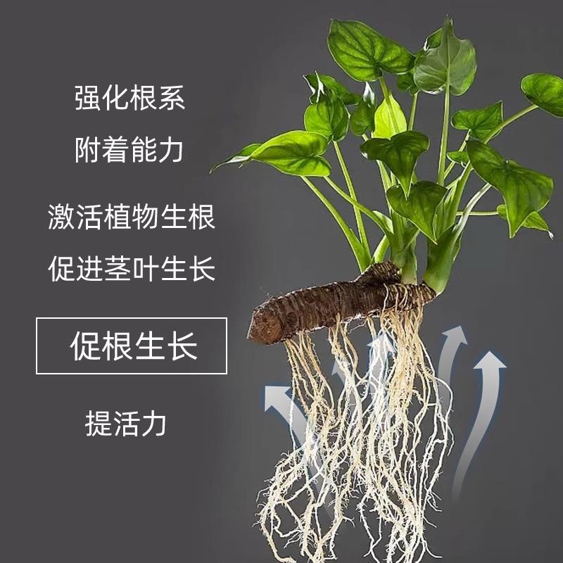 快速生根液强力壮苗生根剂多肉生根粉绿扦插移栽花卉树木植物通用