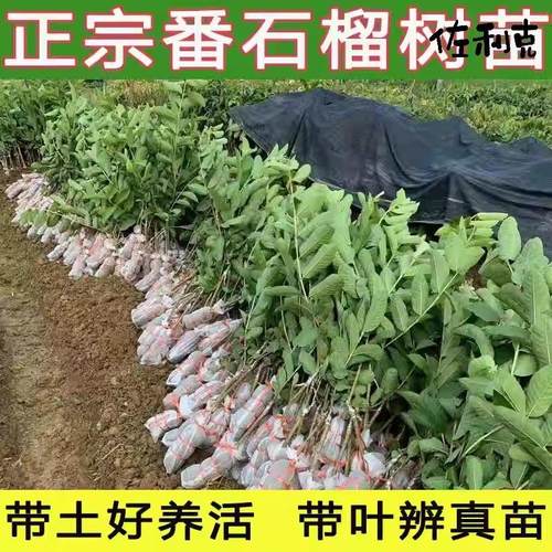 正宗嫁接番石榴苗树特大台湾珍珠番石榴白心红心芭乐四季水果树苗