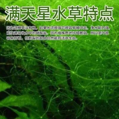 满天星水生植物成景快懒人繁殖生长入缸小鱼无根耐活躲避小虾水草