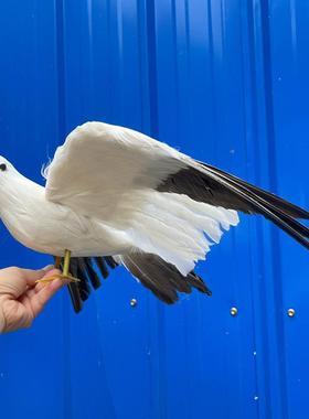 海欧仿真羽毛海欧吊饰装饰走秀摄影道具园林摆件海鸥鸽子教学模型