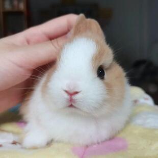 侏儒黄白道奇兔子活物儿童宠物长不大迷你兔小型茶杯荷兰兔子活体