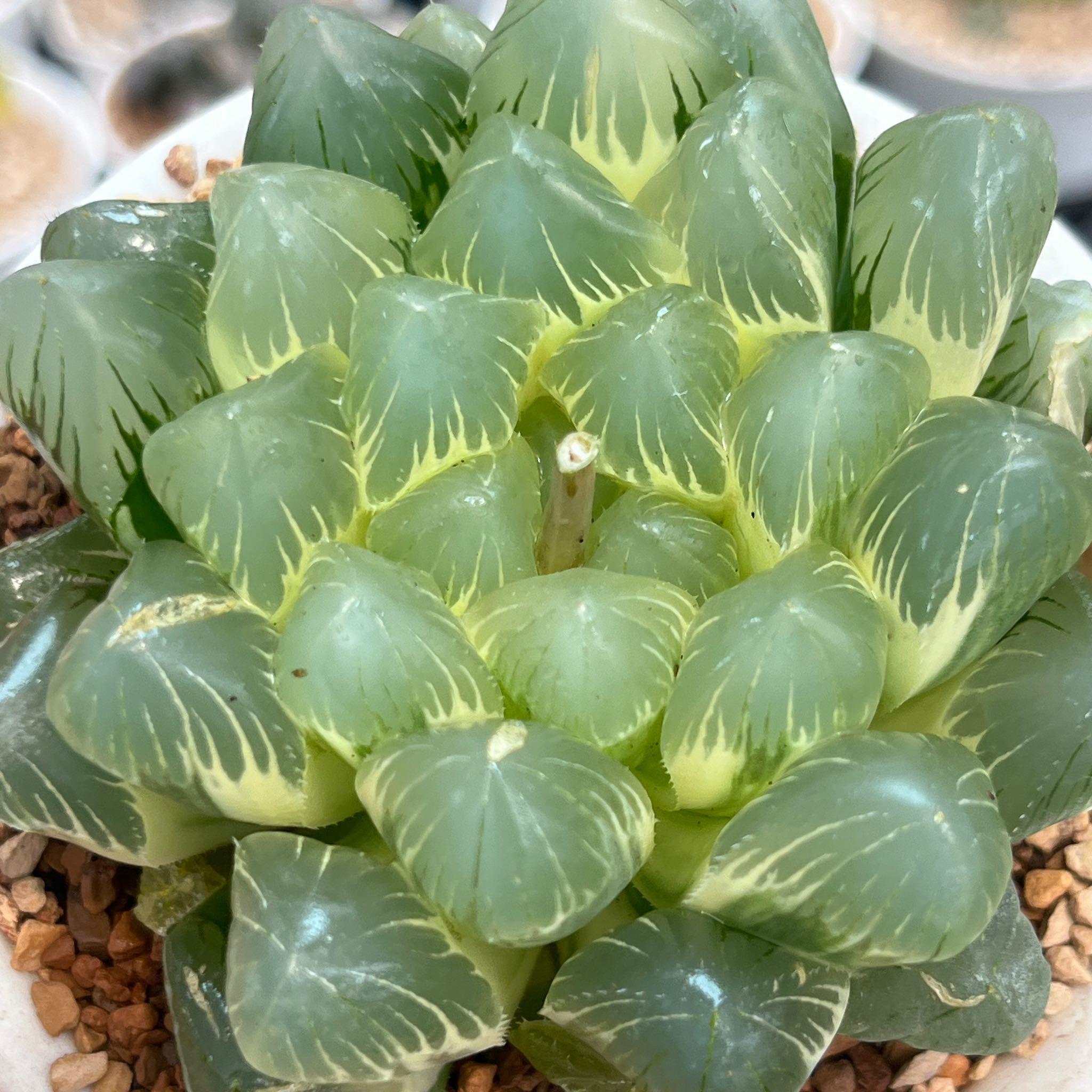 《125实生三角窗湖斑玉露锦》多肉植物一物一拍带盘发货