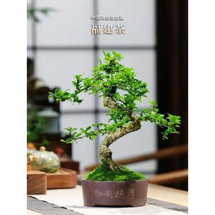 常青花卉好养绿植观叶小老桩盆栽 福建茶桌面造型盆景庭院客厅四季