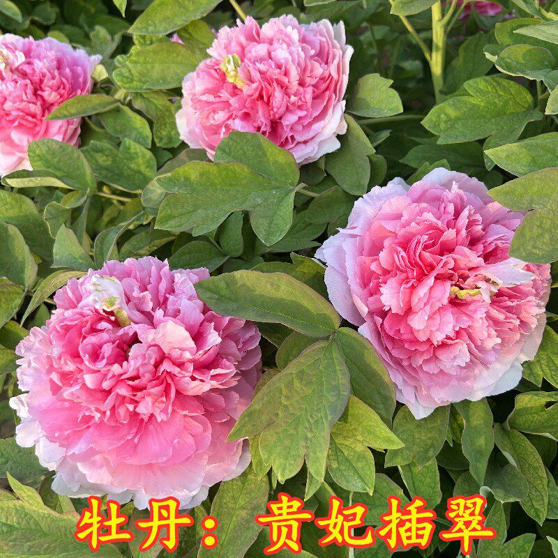 牡丹花苗贵妃插翠菏泽发货正宗重瓣盆栽观赏地栽庭院大苗花卉旺盛