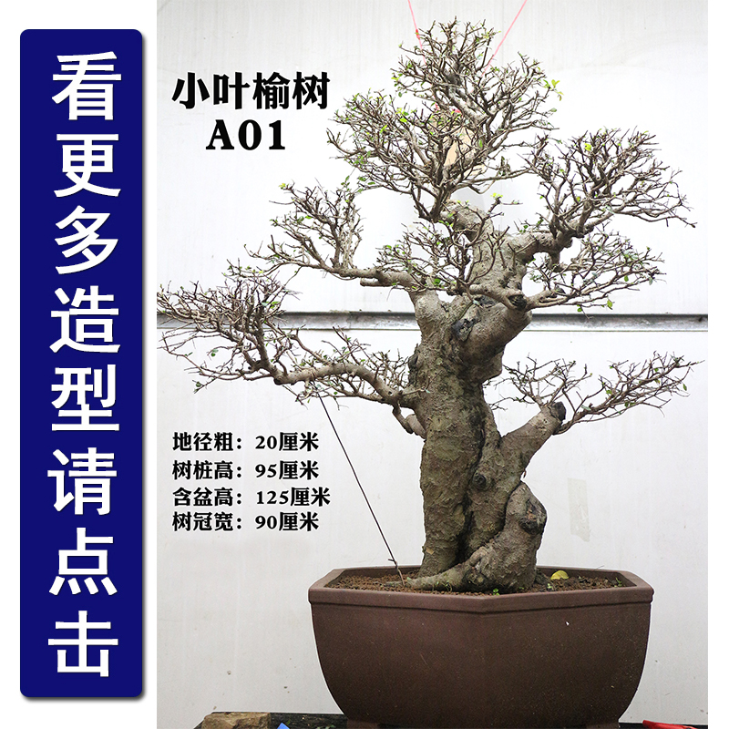 榔榆盆景老桩小叶榆熟桩盆栽造型小叶榆禅意抱石附石提根矮霸盆景