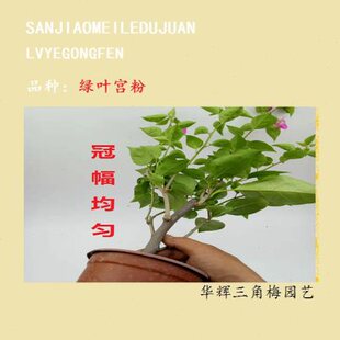 勤花绿叶宫粉三角梅勤花高杆棒棒糖爬藤植物带花盆庭院四季开花