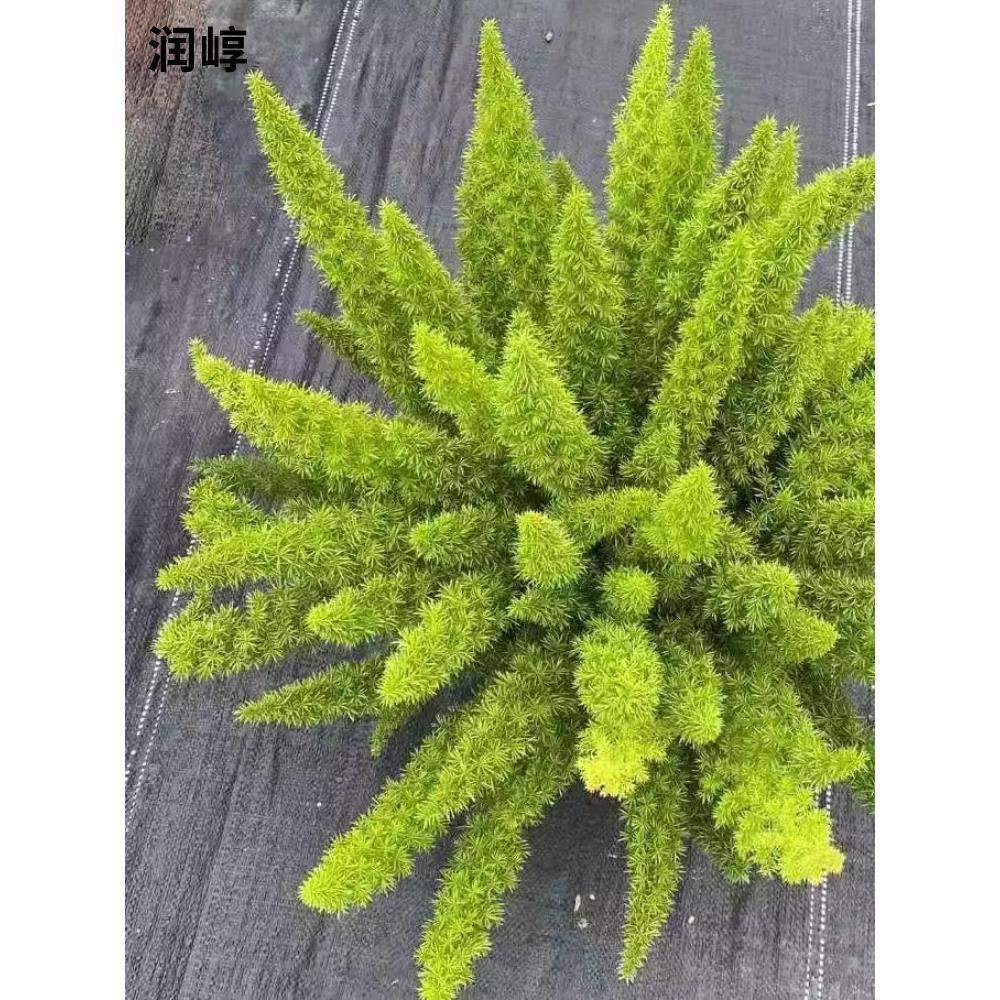 狐尾天门冬盆栽大苗植物庭院花园绿植四季常绿九尾狐观叶花镜小苗
