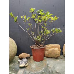 海岛春花盆景石斑木海岛小老桩盆栽小苗一物一拍春花树