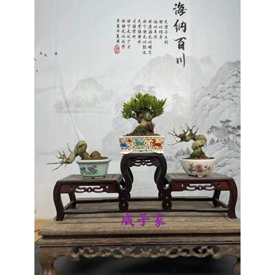 石榴榆树白蜡雀梅枫树荀子迎春长寿梅黄杨火棘米东栀子花真柏