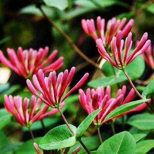 罗曼的花园金银花京九红盆栽苗藤本花卉庭院阳台耐寒攀援爬藤植物